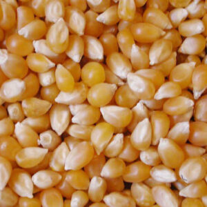 Yellow Maize/Corn