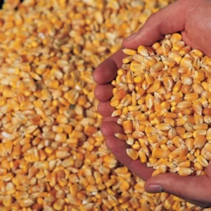 Corn For Animals