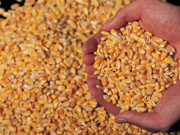 Corn For Animals