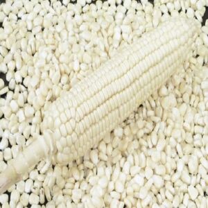 White Corn/maize