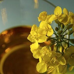 Crude Super Degummed (csd) Canola Oil