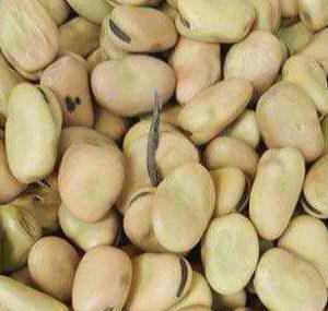 Single Herb Horse Beans