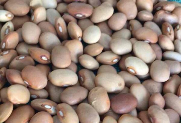 Cream Beans